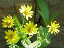 arnica-montana