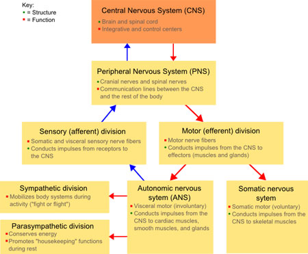 Summary: The Two Branches Of The ANS System