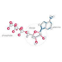 d-ribose