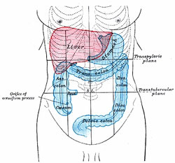 detoxify-your-colon