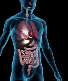 digestive-support