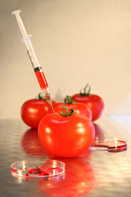 genetically-modified-foods