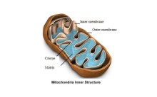 mitochondrial-function