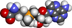 s-adenosyl-methionine