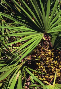 saw-palmetto  -benefits