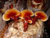 Reishi Mushroom Benefits