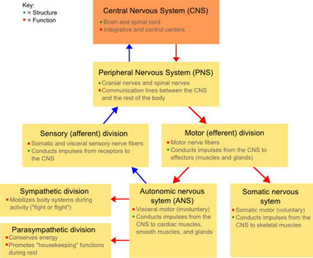 autonomic-nervous-system