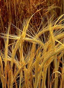 barley grains