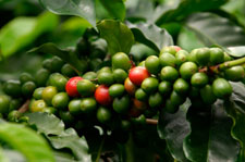 green coffee beans