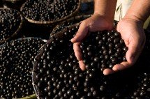 health-benefits-of-acai-berry