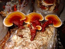 Reishi Mushroom Benefits