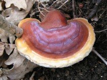 Red Reishi Mushroom