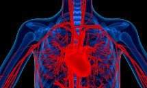 stem-cells-and-heart-disease